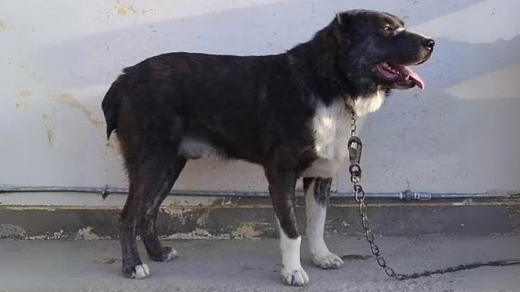 Kuchi Dog photo