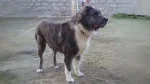 Kuchi Dog photo
