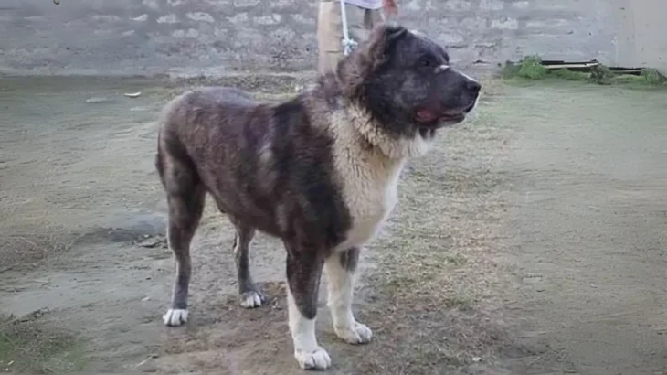 Kuchi Dog photo