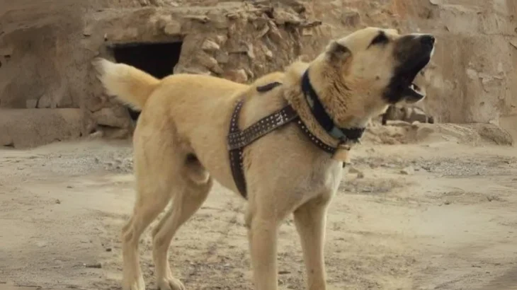 Kuchi Dog photo