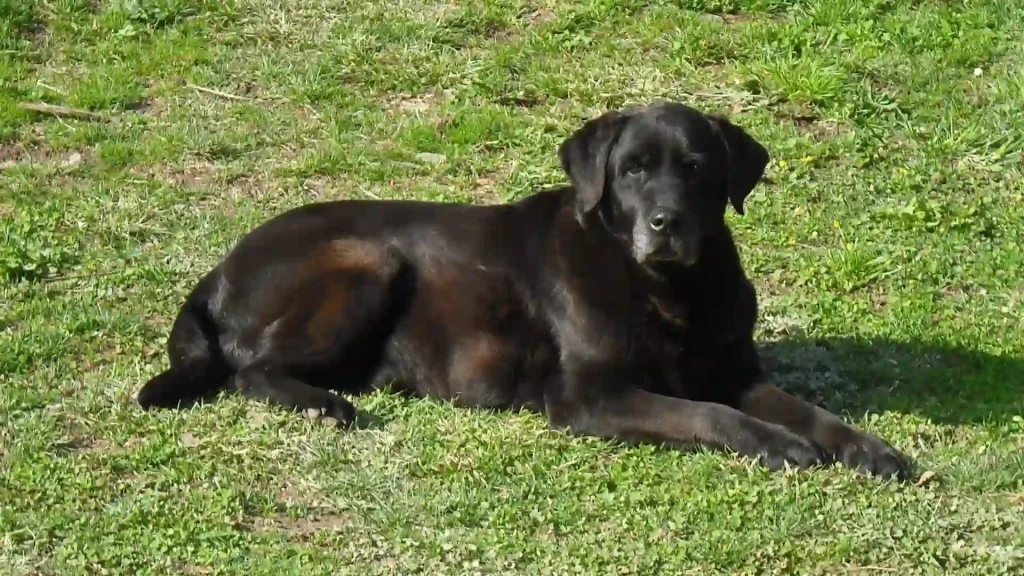 Kukkal Dog photo