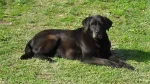 Kukkal Dog photo