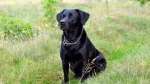 Kukkal Dog photo