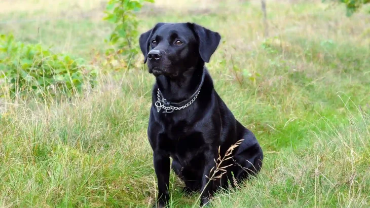 Kukkal Dog photo