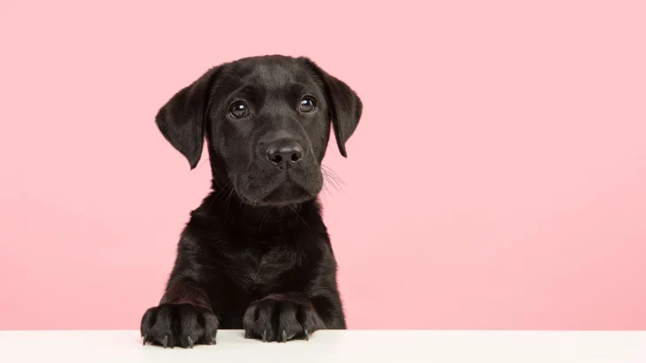 Kukkal Dog photo