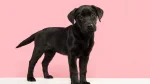 Kukkal Dog photo