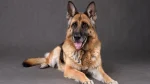 Kunming Dog Dog photo