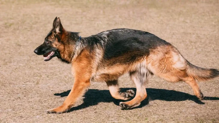 Kunming Dog Dog photo