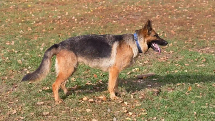 Kunming Dog Dog photo