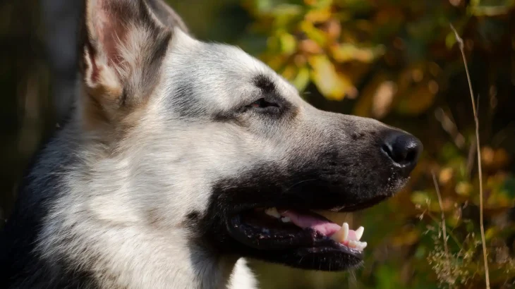 Kunming Dog Dog photo