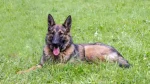 Kunming Dog Dog photo