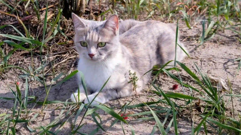 Kuril Bobtail Cat photo