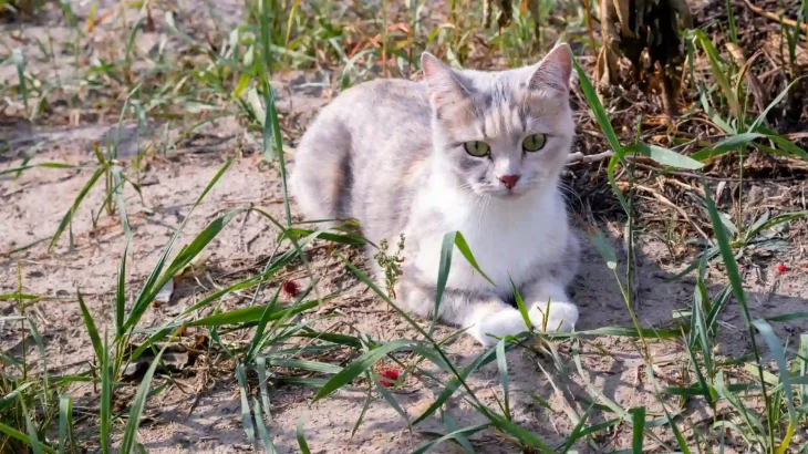 Kuril Bobtail Cat photo