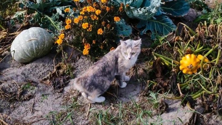 Kuril Bobtail Cat photo