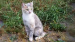 Kuril Bobtail Cat photo