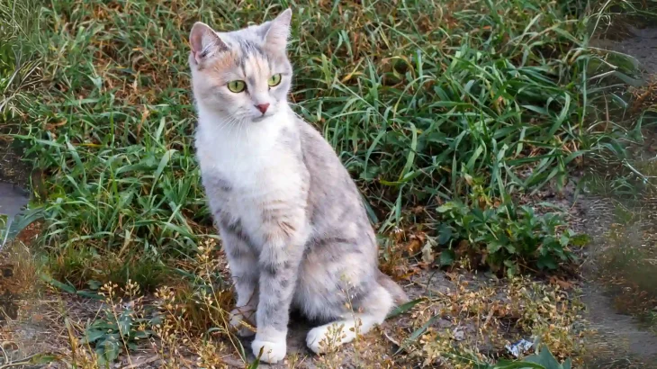 Kuril Bobtail Cat photo