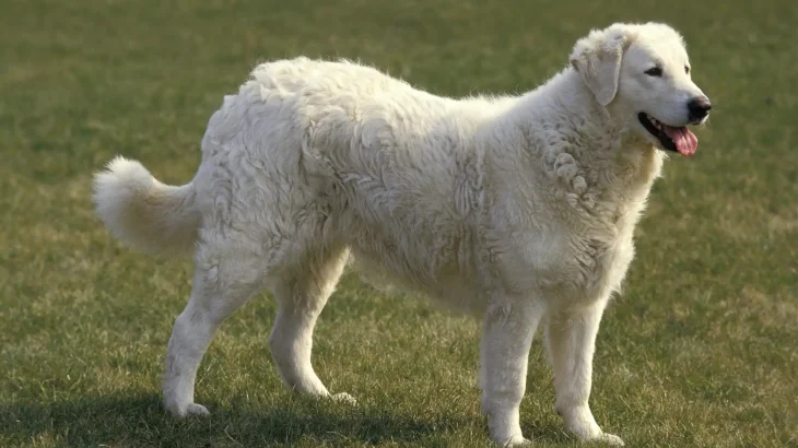Kuvasz Dog photo