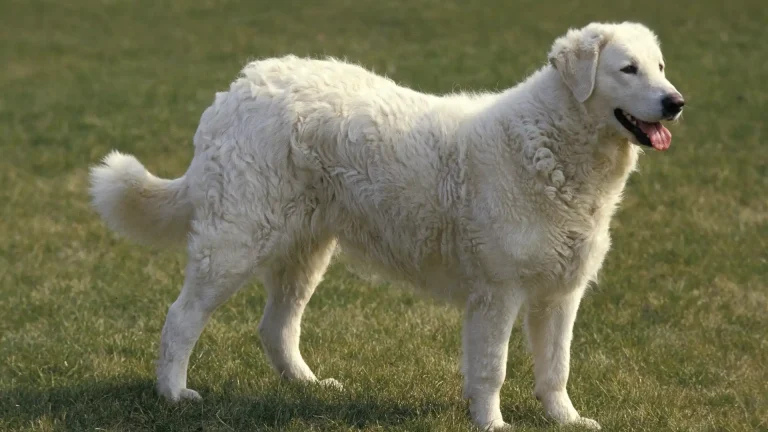 Kuvasz Dog photo