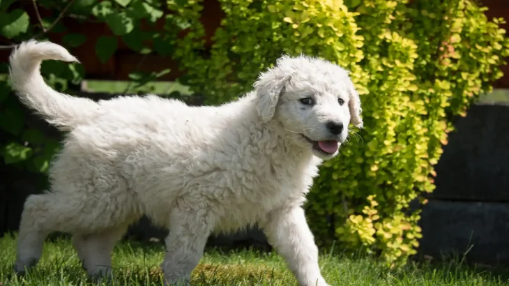 Kuvasz Dog photo