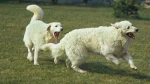 Kuvasz Dog photo