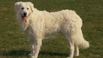 Kuvasz Dog photo
