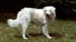 Kuvasz Dog photo
