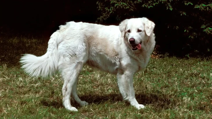 Kuvasz Dog photo
