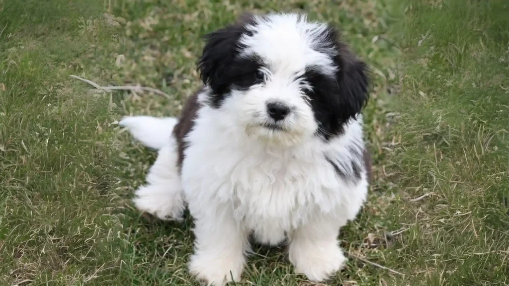 Kyi-Leo Dog photo