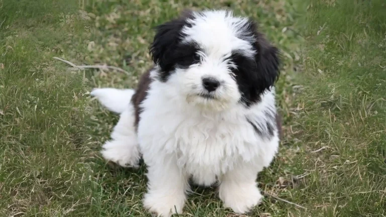 Kyi-Leo Dog photo