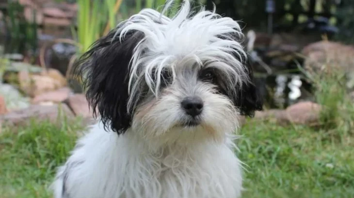 Kyi-Leo Dog photo