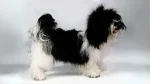 Kyi-Leo Dog photo