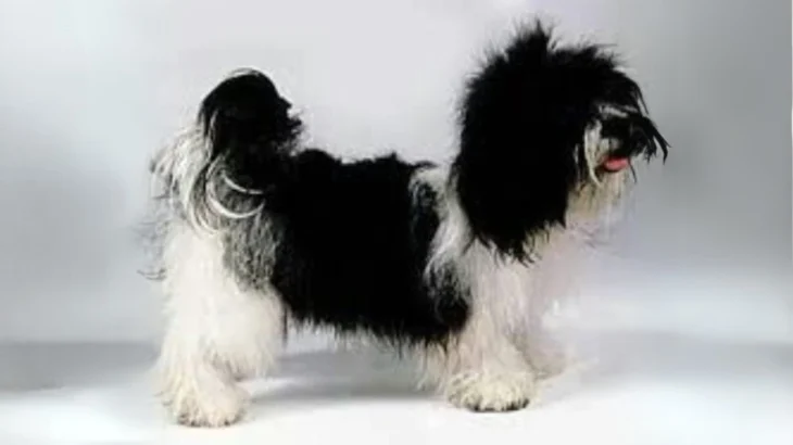 Kyi-Leo Dog photo
