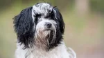 Kyi-Leo Dog photo