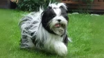 Kyi-Leo Dog photo