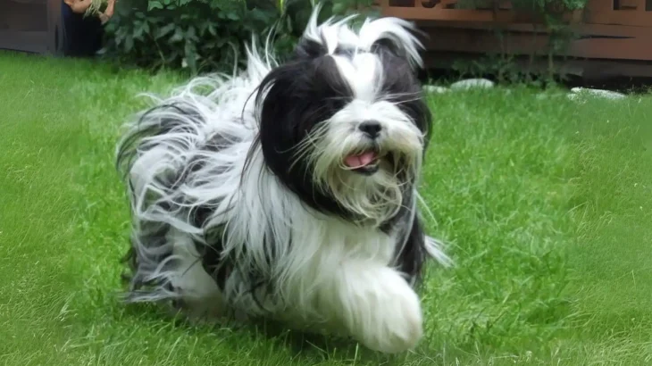 Kyi-Leo Dog photo