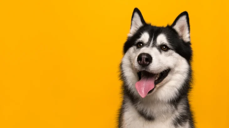 Labrador Husky Dog photo