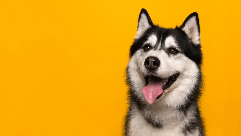 Labrador Husky Dog photo