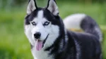 Labrador Husky Dog photo