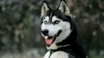 Labrador Husky Dog photo