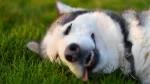 Labrador Husky Dog photo