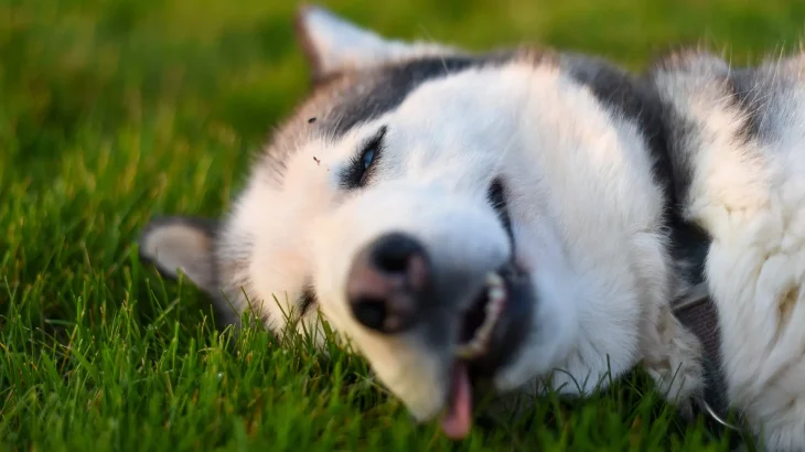Labrador Husky Dog photo