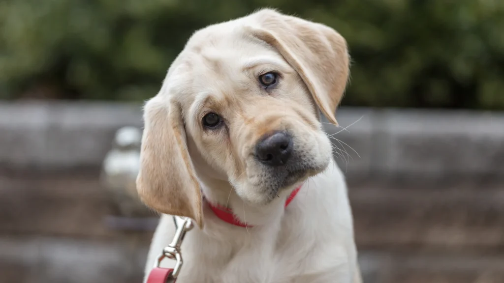 Labrador Retriever Dog photo