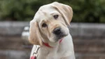 Labrador Retriever Dog photo