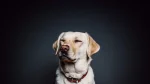 Labrador Retriever Dog photo