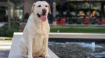 Labrador Retriever Dog photo