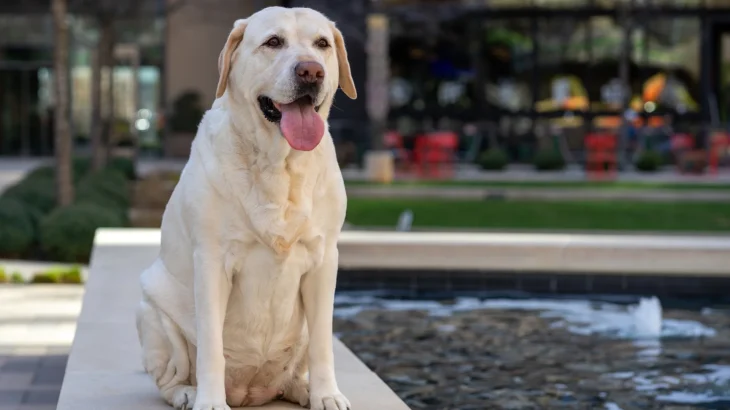 Labrador Retriever Dog photo