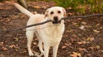 Labrador Retriever Dog photo