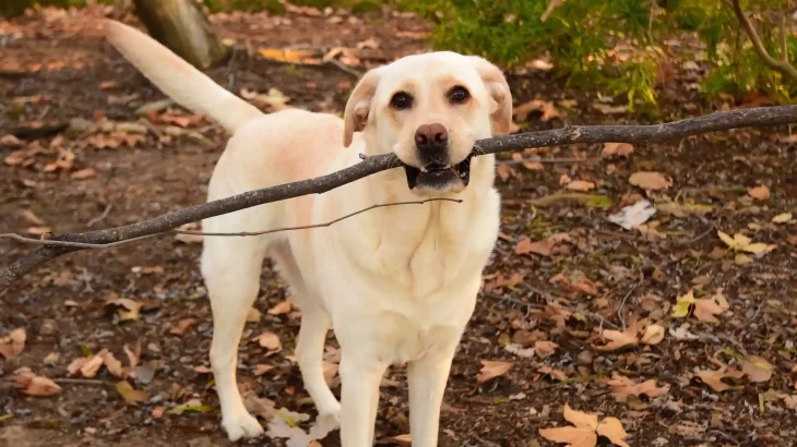 Labrador Retriever Dog photo