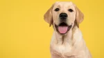 Labrador Retriever Dog photo