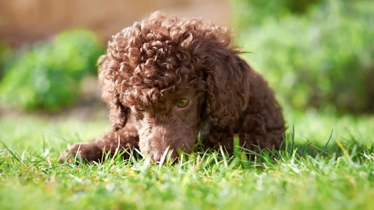 Lagotto Romagnolo Dog photo